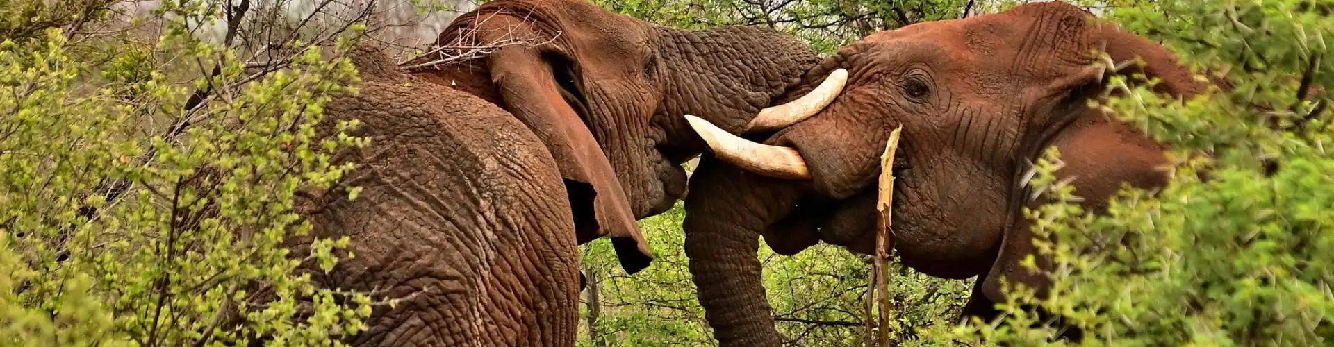 Forfait eSIM Afrique du sud