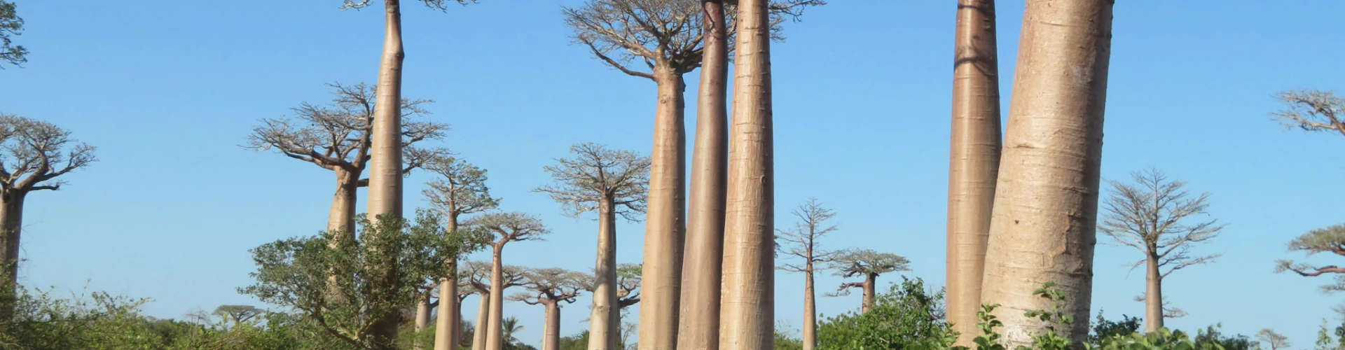 Forfait eSIM Madagascar